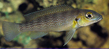 Lepidiolamprologus cunningtoni